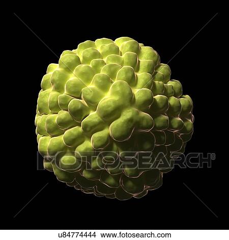 Stock Illustration - Nudaurelia capensis omega virus, artwork. Fotosearch
