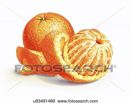 Stock Illustration - Oranges, artwork. Fotosearch