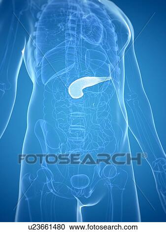 Pancreas, artwork View Large Illustration Clipart - Pancreas, artwork. Fotosearch