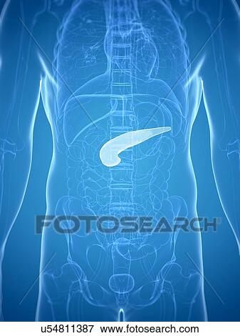 Pancreas, artwork View Large Illustration Stock Illustration - Pancreas, artwork. Fotosearch