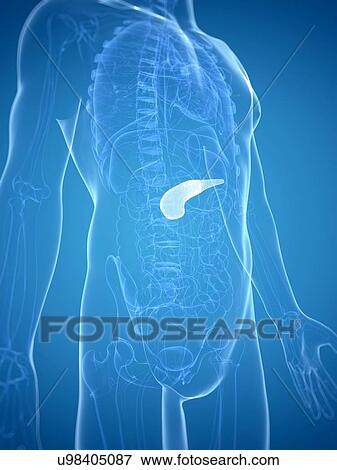 Pancreas, artwork View Large Illustration Stock Illustration - Pancreas, artwork. Fotosearch