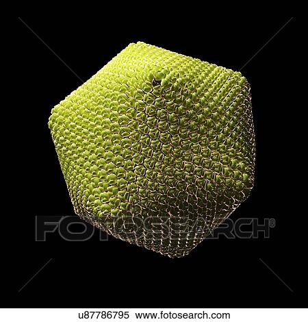 Stock Illustration - Paramecium bursaria Chlorella virus 1. Fotosearch