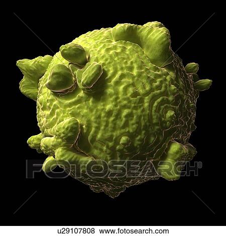Parvovirus, artwork View Large Illustration Stock Illustration - Parvovirus, artwork. Fotosearch