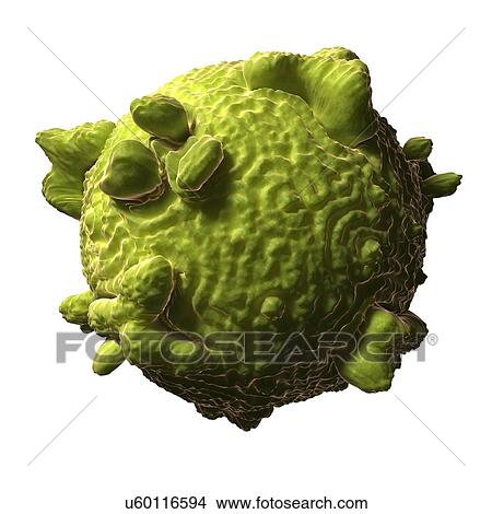 Parvovirus, artwork View Large Illustration Stock Illustration - Parvovirus, artwork. Fotosearch