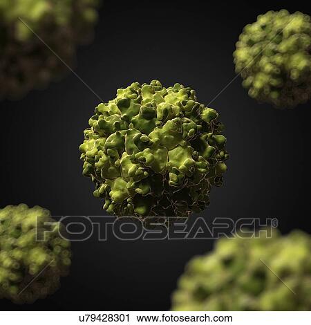 Picobirnavirus, artwork View Large Illustration Clip Art - Picobirnavirus, artwork. Fotosearch