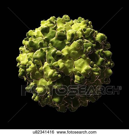 Picobirnavirus particle, artwork View Large Illustration Stock Illustration - Picobirnavirus particle, artwork. Fotosearch