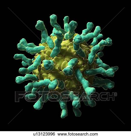 Poliovirus-receptor complex, artwork View Large Illustration Stock Illustration - Poliovirus-receptor complex, artwork. Fotosearch