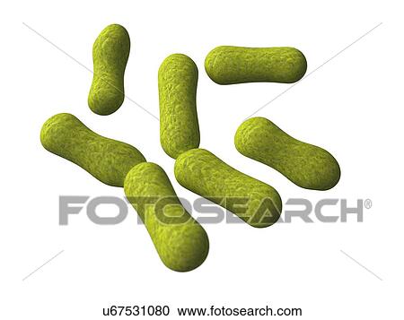 Propionibacterium acnes, artwork View Large Illustration Clipart - Propionibacterium acnes, artwork. Fotosearch
