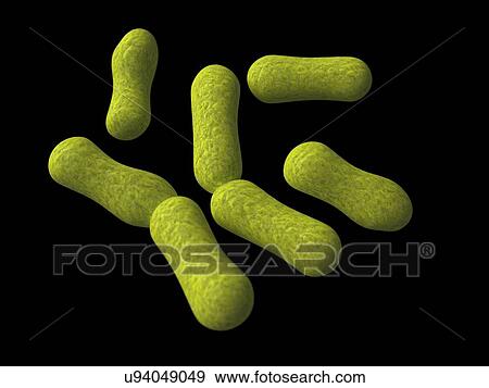 Stock Illustration - Propionibacterium acnes, artwork. Fotosearch