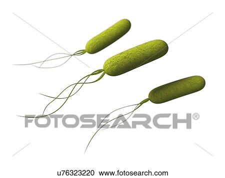 Clipart - Pseudomonas, artwork. Fotosearch