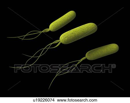 Pseudomonas, artwork View Large Illustration Stock Illustration - Pseudomonas, artwork. Fotosearch