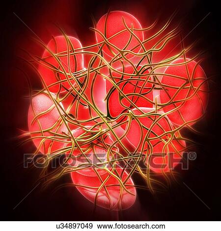 Stock Illustration - Red blood cells, artwork. Fotosearch