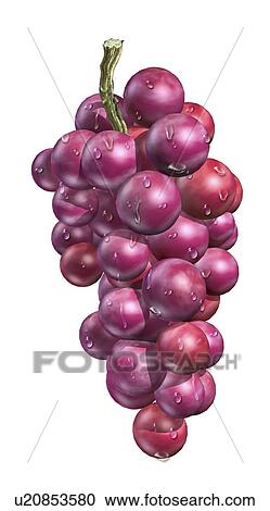Red grapes, artwork View Large Illustration Clipart - Red grapes, artwork. Fotosearch
