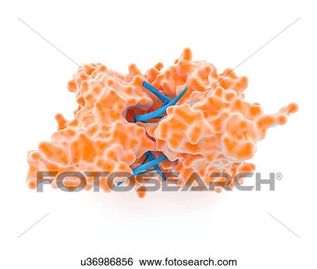 Stock Illustration - Restriction enzyme and DNA, artwork. Fotosearch