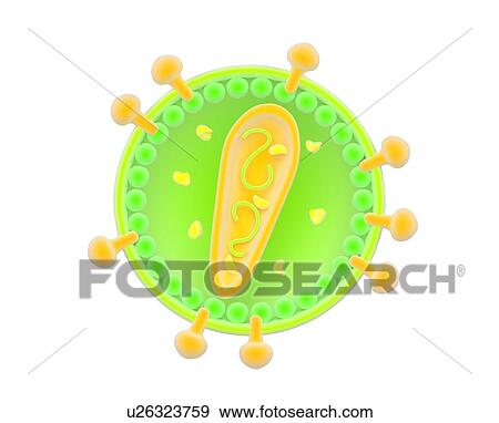 Stock Illustration - Retrovirus, artwork. Fotosearch