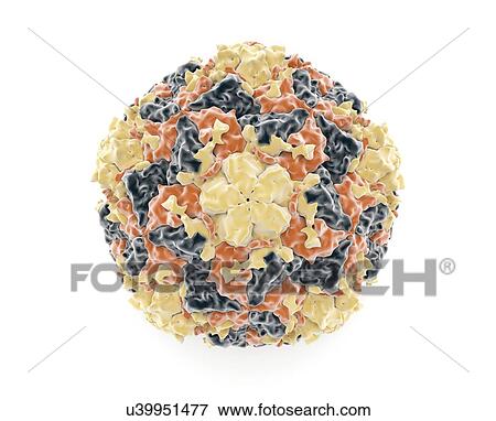 Rhinovirus particle, artwork View Large Illustration Stock Illustration - Rhinovirus particle, artwork. Fotosearch