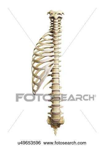 Ribs and spine, artwork View Large Illustration Stock Illustration - Ribs and spine, artwork. Fotosearch