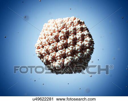 Rice dwarf virus particle, artwork View Large Illustration Clip Art - Rice dwarf virus particle, artwork. Fotosearch