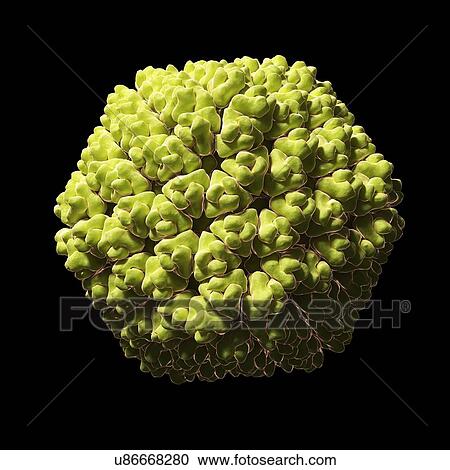 Clipart - Rice dwarf virus particle, artwork. Fotosearch