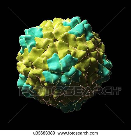 Stock Illustration - Rice yellow mottle virus, artwork. Fotosearch