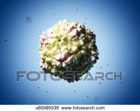 Rice yellow mottle virus, artwork View Large Illustration Stock Illustration - Rice yellow mottle virus, artwork. Fotosearch