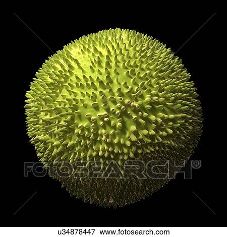 Rubella virus, artwork View Large Illustration Stock Illustration - Rubella virus, artwork. Fotosearch