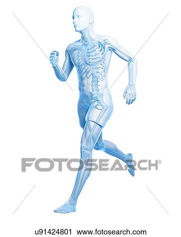 Runner anatomy, artwork View Large Illustration Clip Art - Runner anatomy, artwork. Fotosearch