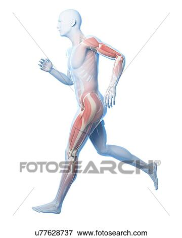 Stock Illustration - Runner anatomy, artwork. Fotosearch