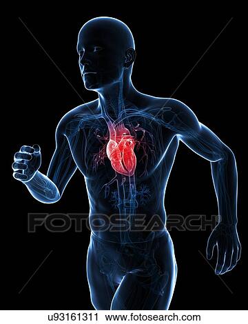 Runner heart, artwork View Large Illustration Clip Art - Runner heart, artwork. Fotosearch