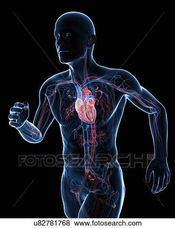 Runner heart, artwork View Large Illustration Stock Illustration - Runner heart, artwork. Fotosearch