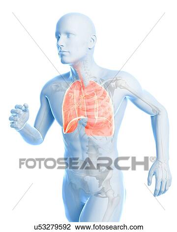 Runner lung, artwork View Large Illustration Drawing - Runner lung, artwork. Fotosearch
