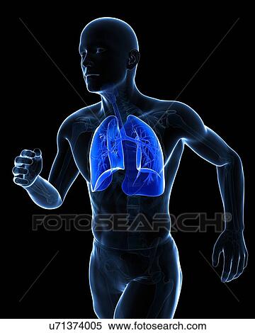 Runner lung, artwork View Large Illustration Stock Illustration - Runner lung, artwork. Fotosearch