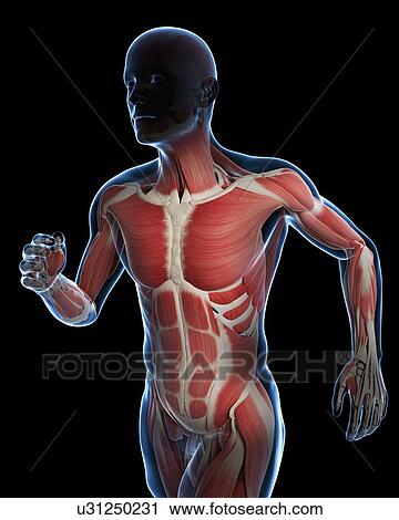 Clip Art - Runner muscles, artwork. Fotosearch