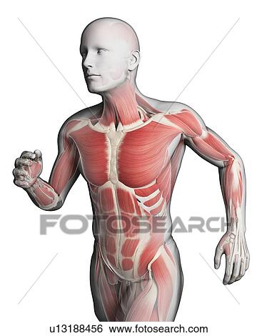 Stock Illustration - Runner muscles, artwork. Fotosearch