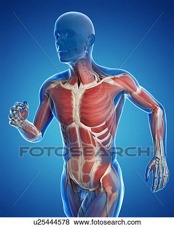 Runner muscles, artwork View Large Illustration Stock Illustration - Runner muscles, artwork. Fotosearch