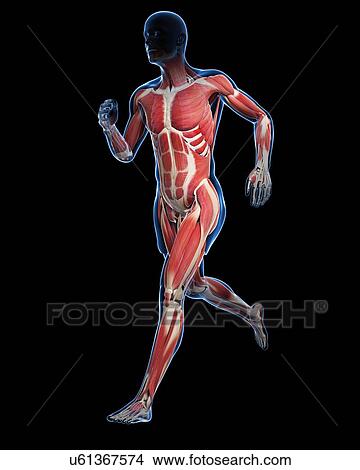 Runner muscles, artwork View Large Illustration Stock Illustration - Runner muscles, artwork. Fotosearch
