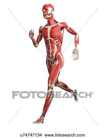 Runner muscles, artwork View Large Illustration Stock Illustration - Runner muscles, artwork. Fotosearch