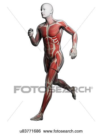 Runner muscles, artwork View Large Illustration Stock Illustration - Runner muscles, artwork. Fotosearch
