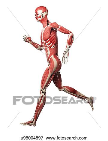 Runner muscles, artwork View Large Illustration Stock Illustration - Runner muscles, artwork. Fotosearch