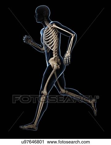 Running skeleton, artwork View Large Illustration Clip Art - Running skeleton, artwork. Fotosearch