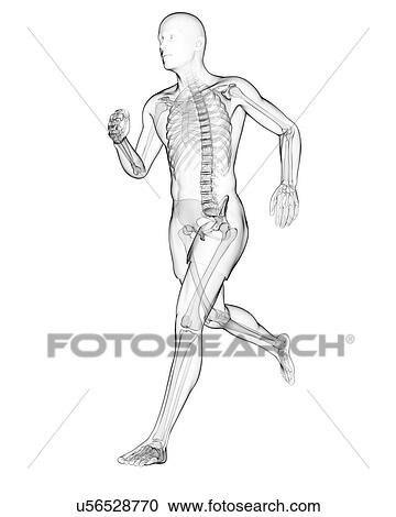 Clipart - Running skeleton, artwork. Fotosearch