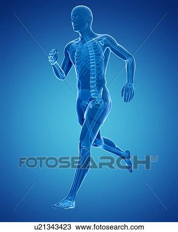 Drawing - Running skeleton, artwork. Fotosearch