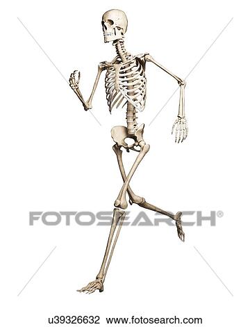 Drawing - Running skeleton, artwork. Fotosearch