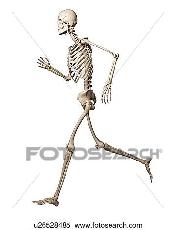 Stock Illustration - Running skeleton, artwork. Fotosearch