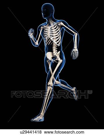 Running skeleton, artwork View Large Illustration Stock Illustration - Running skeleton, artwork. Fotosearch