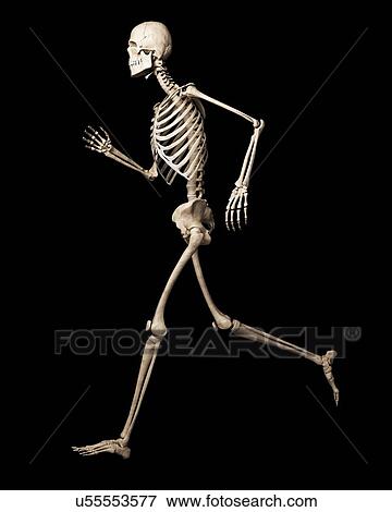 Running skeleton, artwork View Large Illustration Stock Illustration - Running skeleton, artwork. Fotosearch