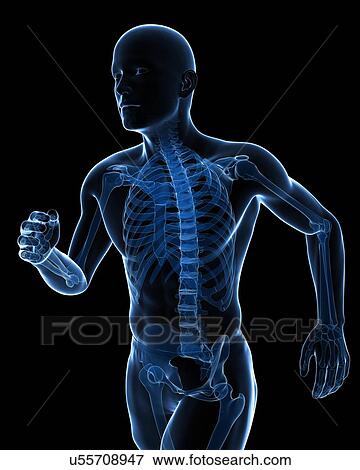 Running skeleton, artwork View Large Illustration Stock Illustration - Running skeleton, artwork. Fotosearch