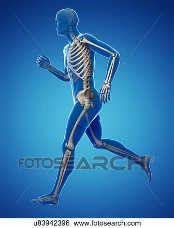 Stock Illustration - Running skeleton, artwork. Fotosearch