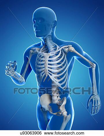 Stock Illustration - Running skeleton, artwork. Fotosearch
