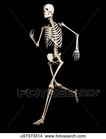 Running skeleton, artwork View Large Illustration Stock Illustration - Running skeleton, artwork. Fotosearch